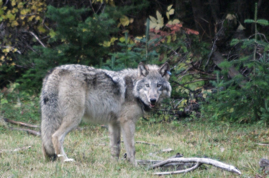 Wolves stock photo.