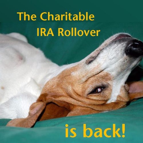 ira_rollover_dog_2015