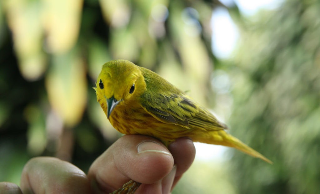 Can migratory birds survive rapid climate change? The answer may be in their genes