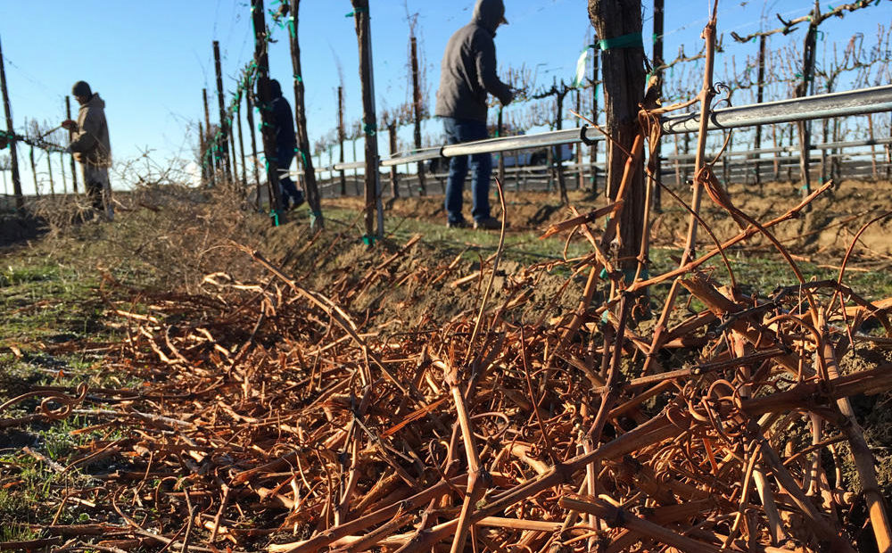 Workers prune back grape vines at McNary Vineyard outside of Plymouth, Washington. CREDIT: ANNA KING