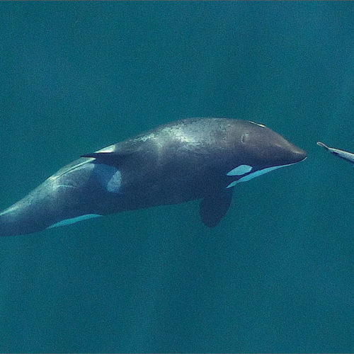 A young resident killer whale chasing a Chinook salmon near Vancouver Island. Image obtained from a small drone that was flown more than 100 feet above the whales for research under NMFS permit #19091.