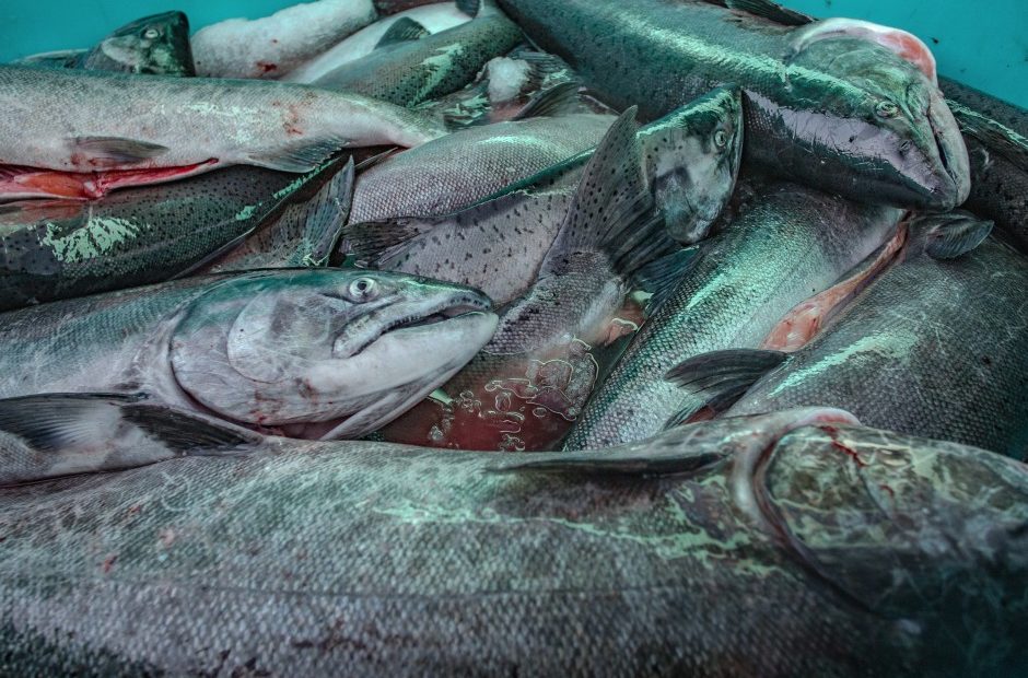 Unusual ocean and climate conditions have significantly harmed several Washington fisheries. Six fisheries in the state could now seek federal assistance to help bring things back to normal. CREDIT: SEAN O'CONNOR