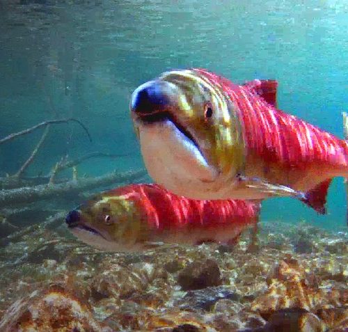 Sockeye salmon CREDIT: AARON KUNZ