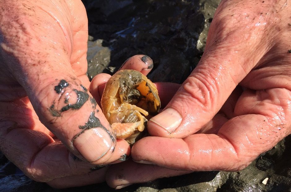 A parasitic isopod with white legs under the shell of a mud shrimp. CREDIT: CASSANDRA PROFITA