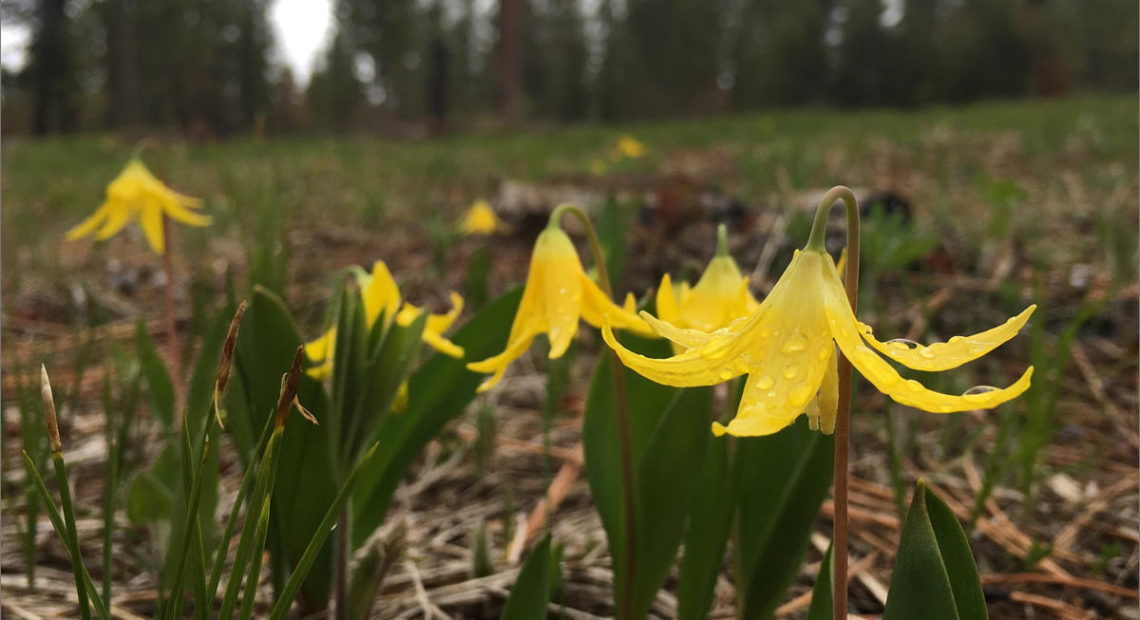 Glacier lilies spring up in sunny clearings left by recent treatments to the landscape by the Confederated Tribes of the Umatilla Reservation. CREDIT: ANNA KING