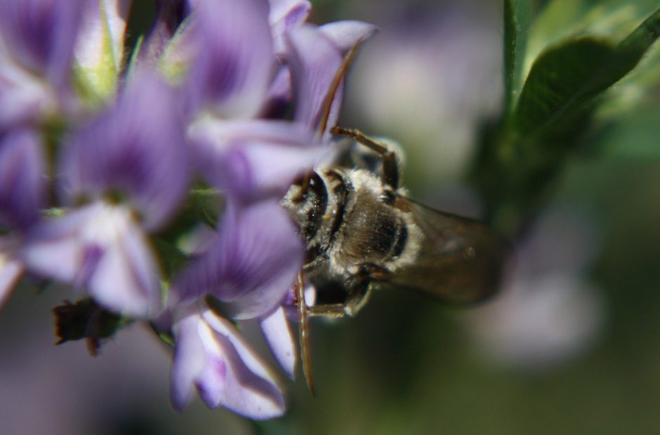 The alkali bee has to "trip" the alfalfa flower's lower petal to access its pollen, receiving a floral bop on the head from the stamen. CREDIT: DOUG WALSH