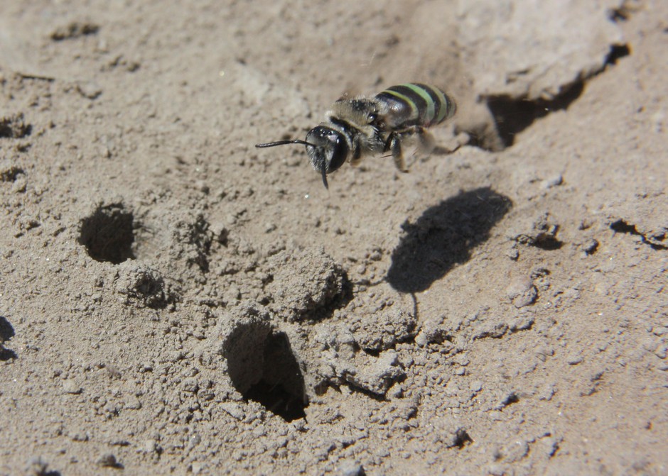 The alkali bee (Nomia melanderi) is slightly smaller than a honey bee, with opalescent stripes that shimmer between yellow, green, red and blue. CREDIT: DOUG WALSH