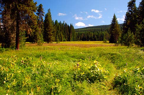 meadow trees blue sky