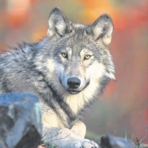 A gray wolf.