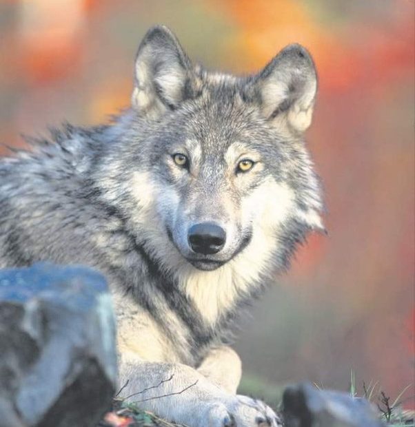 A gray wolf.