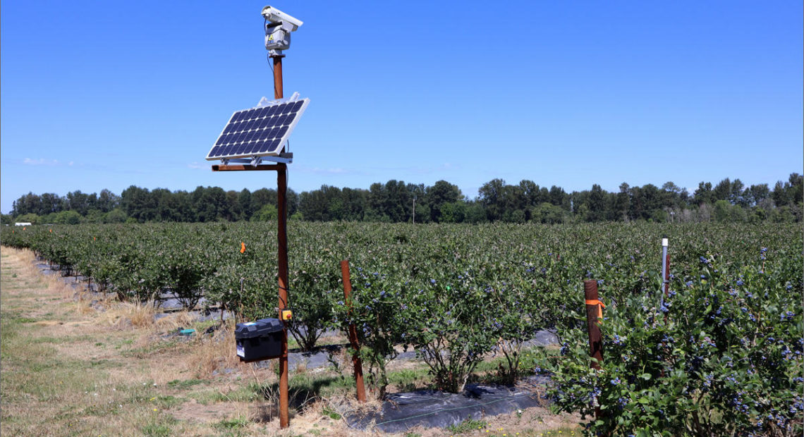 This laser unit is one of six that repel thieving birds from the blueberry fields of Meduri Farms near Jefferson, Oregon. CREDIT: TOM BANSE