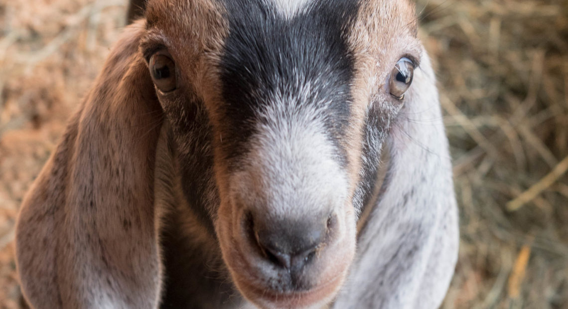 Nubian Baby Goat-Kid