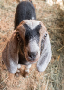 Nubian Baby Goat-Kid