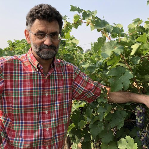 Viticulturist Markus Keller, with Washington State University, says the smoke particles in the air diffuse the light amid the vineyards sort of like a photography softbox. CREDIT: ANNA KING/N3