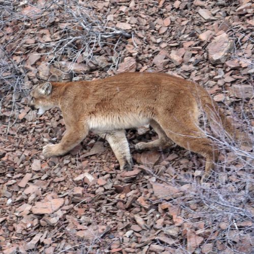 This March 8, 2006, file photo provided by the Oregon Department of Fish and Wildlife shows a cougar in the Beulah Wildlife Management Unit in Oregon's Malheur County. Oregon authorities say a dead hiker whose body was recovered this week was likely killed by a cougar, marking the first verified fatal attack by a wild cougar in the state and the second in the Pacific Northwest in 2018. CREDIT: BRIAN WOLFER/ODFW/AP