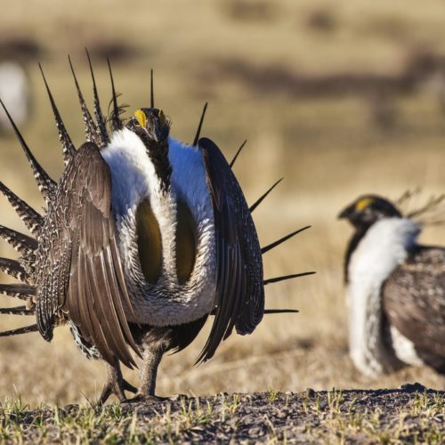 A male greater sage grouse struts its stuff on Bureau of Land Management land in this April 21, 2012, photo. Bureau of Land Management