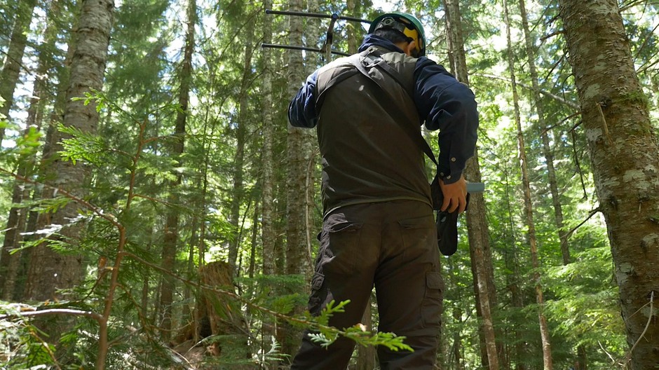 Hankyu Kim uses a radio transmitter to track the movement of a tagged hermit warbler as it moves through a tree plantation at the HJ Andrews Experimental Forest. Learning how the small song birds travel over the course of a day could provide insight into why bird populations are doing well in old growth forests while declining in other warming landscapes of the Pacific Northwest. CREDIT: KERIN SHARMA