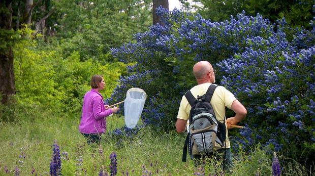 Michael O’Loughlin (right) leads the Yamhill County Oregon Bee Atlas team at Winter’s Hill Estate outside Dundee. CREDIT: MICHAEL BENDIXEN