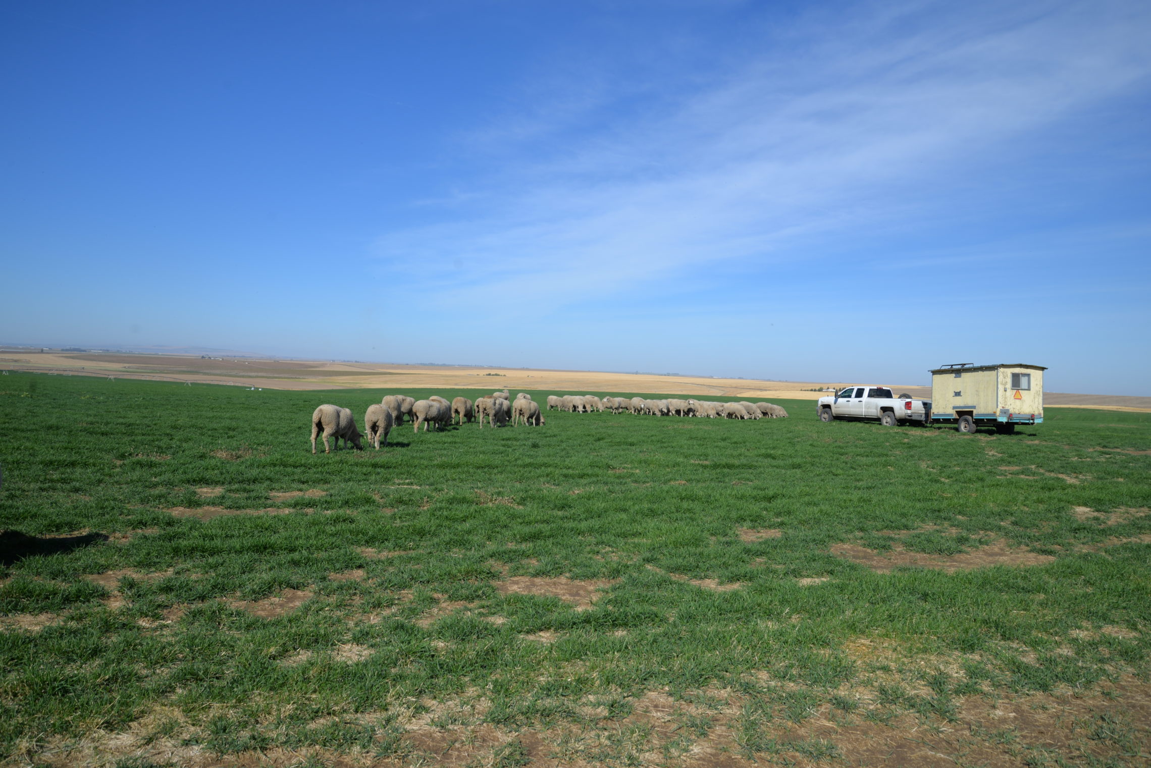 An emerald pasture in Connell, Wash., will host the sheep for a few weeks before they move on to their next home. The sheep spend most of the late spring and summer in the high country terrain. Toward the fall, they move into irrigated pastures and in the winter, they come home to the Yakima Valley where they’ll be sheared, and lambing begins. CREDIT: ESMY JIMENEZ