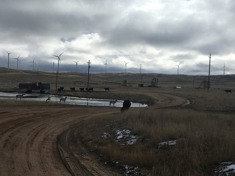 Environmental groups say the expansion of oil and gas drilling on public land could harm habitat for pronghorn antelope and sage grouse. CREDIT: Cooper McKim/Wyoming Public Media