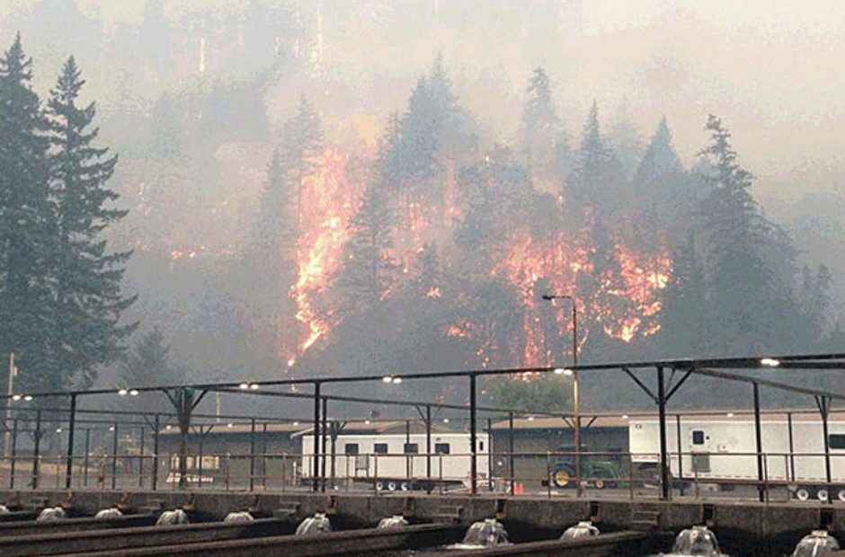 The Eagle Creek Fire as seen from the Cascade Locks Hatchery. To keep hatchery fall chinook from dying because of the fire, Oregon officials released them early. CREDIT: OREGON DEPARTMENT OF FISH AND WILDLIFE