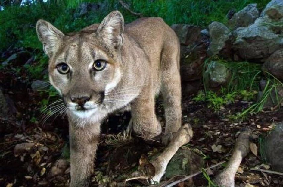 Problem encounters with cougars have increased in Oregon's Willamette Valley. CREDIT: NATIONAL PARK SERVICE