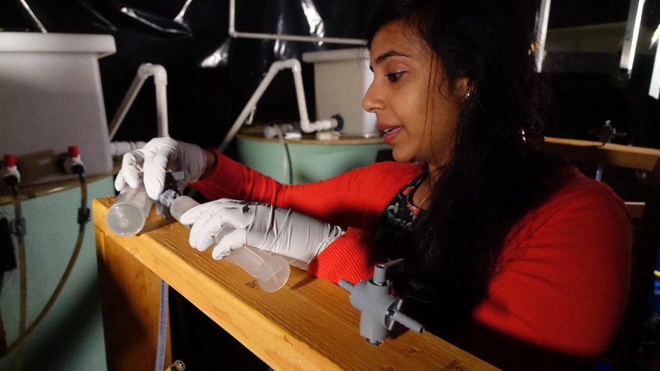 OSU's Maryam Kamran is conducting research on salmon olfactory homing in an effort to prevent hatchery fish on the Elk River from straying. CREDIT: JES BURNS/OPB