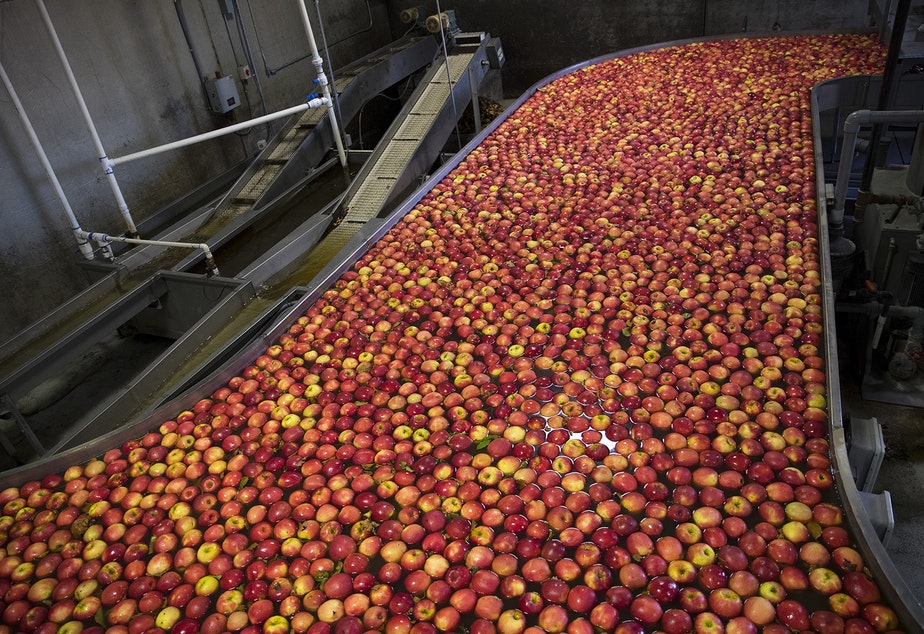 Apples flow through the front end of the packing line known as the flume on Tuesday November, 20, 2018 at Gilbert Orchards in Yakima. CREDIT: KUOW PHOTO/MEGAN FARMER