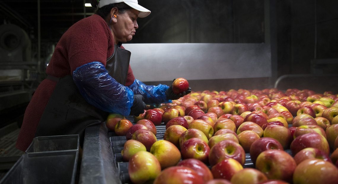 Cristina Campos removes damaged apples from the flume, the front end of the packing line, on Tuesday November, 20, 2018, at Gilbert Orchards in Yakima. CREDIT: KUOW PHOTO/MEGAN FARMER