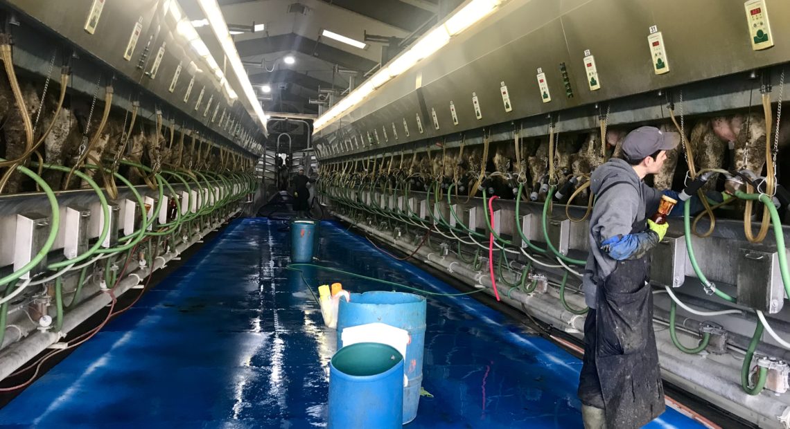 The milking parlor at Jason Sheehan’s dairy operates nearly 24 hours a day. He ships around 20,000 gallons of milk each day. As a member of the groundwater advisory committee, he’s worked to show people the updates he’s made to reduce nitrates from his operation. He says nitrates also come from irrigated agriculture and septic tanks. CREDIT: COURTNEY FLATT/NWPB