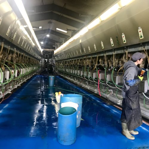 The milking parlor at Jason Sheehan’s dairy operates nearly 24 hours a day. He ships around 20,000 gallons of milk each day. As a member of the groundwater advisory committee, he’s worked to show people the updates he’s made to reduce nitrates from his operation. He says nitrates also come from irrigated agriculture and septic tanks. CREDIT: COURTNEY FLATT/NWPB