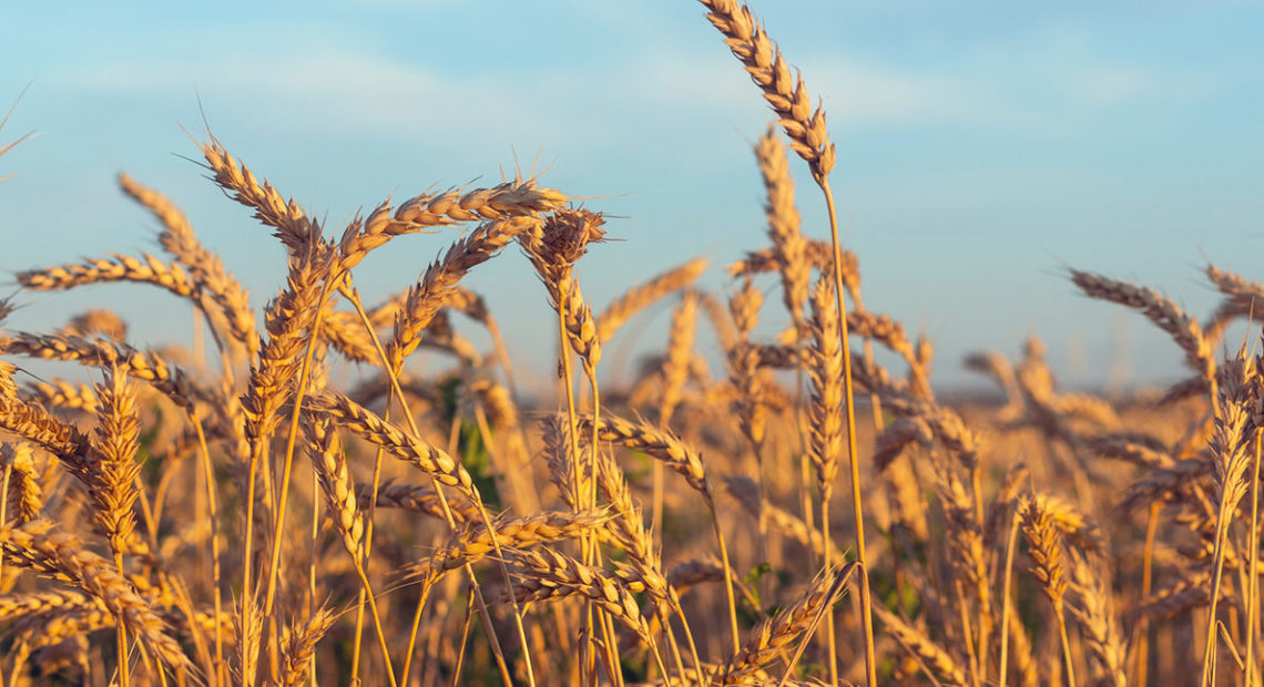 File photo. Ripe ears of wheat lit by the morning sunlight. CREDIT: WSU News