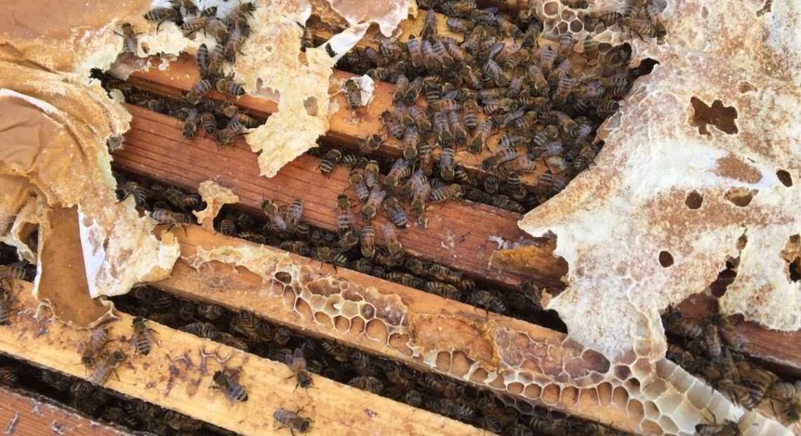 A healthy hive able to pollinate has at least eight frames mostly covered in bees on both sides. But the fear this year is that there will be many weaker hives put into California almond orchards for pollination because so many hives have died. CREDIT: GRETA MART