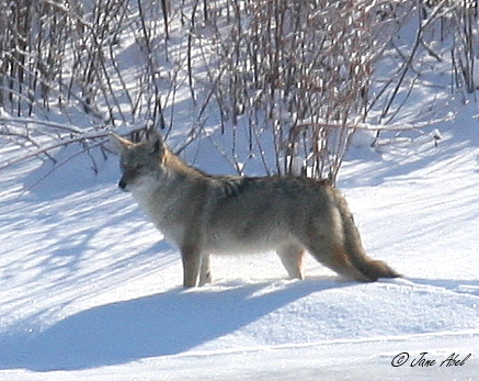 A coyote in snow on the Hanford Reach National Monument near the Columbia River shoreline. CREDIT: JANE ABEL/US FISH & WILDLIFE SERVICE