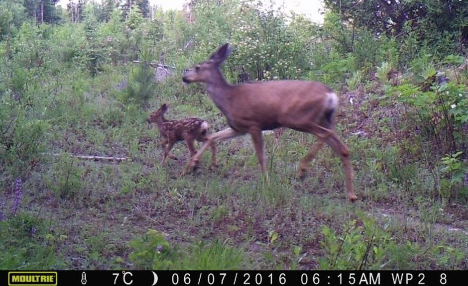 Mule deer taken from a trail camera near Republic, Washington. As wolves return to Washington state, deer have taken notice. Researchers found deer change how they react when wolves are near – and that could eventually change how hunters hunt. Courtesy of the University of Washington