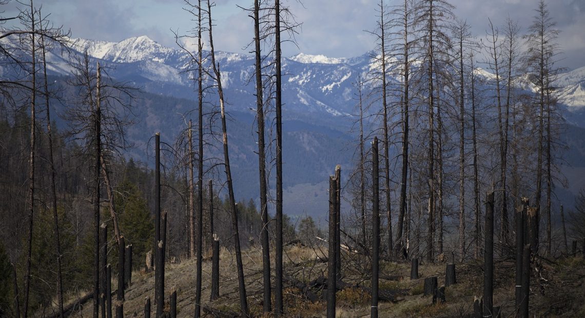 File photo. An area burned in the Carlton Complex fire, as seen in 2019, along Highway 20 near Loup Loup Ski Bowl, east of Twisp, Washington. CREDIT: Megan Farmer/KUOW