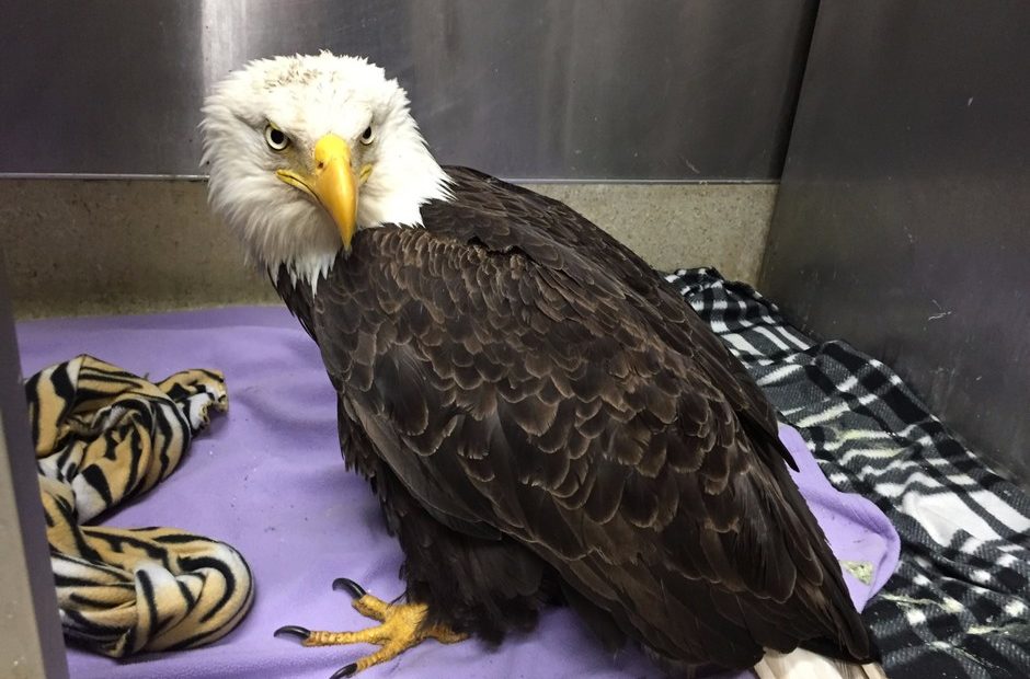 A bald eagle shot north of Gaston, Oregon, received treatment at the Audubon Society of Portland before being euthanized.