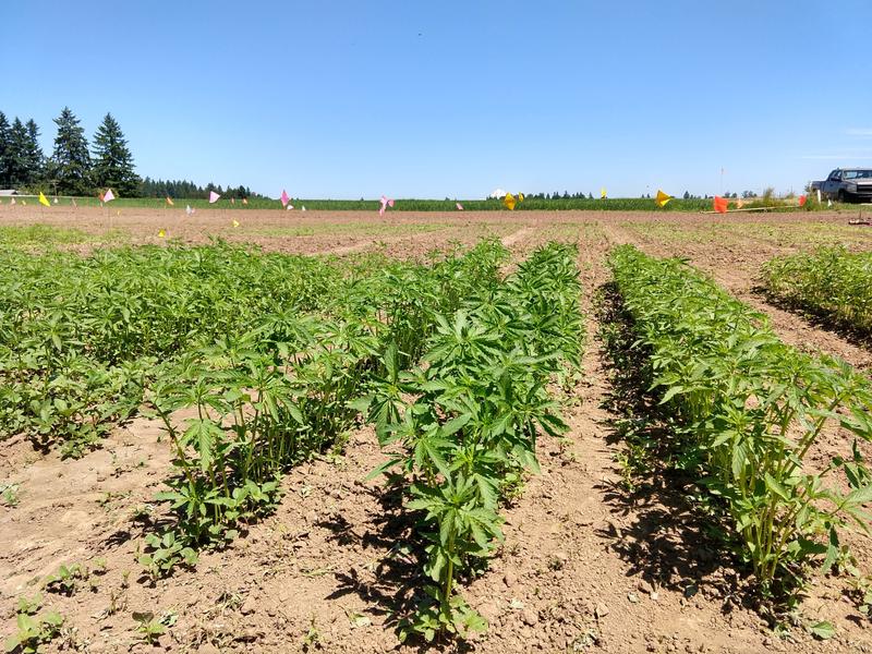 Industrial hemp seedlings grow at an Oregon State University research plot near Aurora, Oregon. CREDIT: OSU