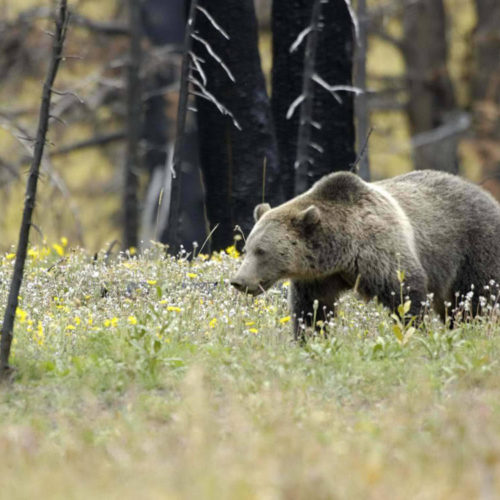 A grizzly bear in Yellowstone National Park. (Credit: U.S. Fish and Wildlife Service)