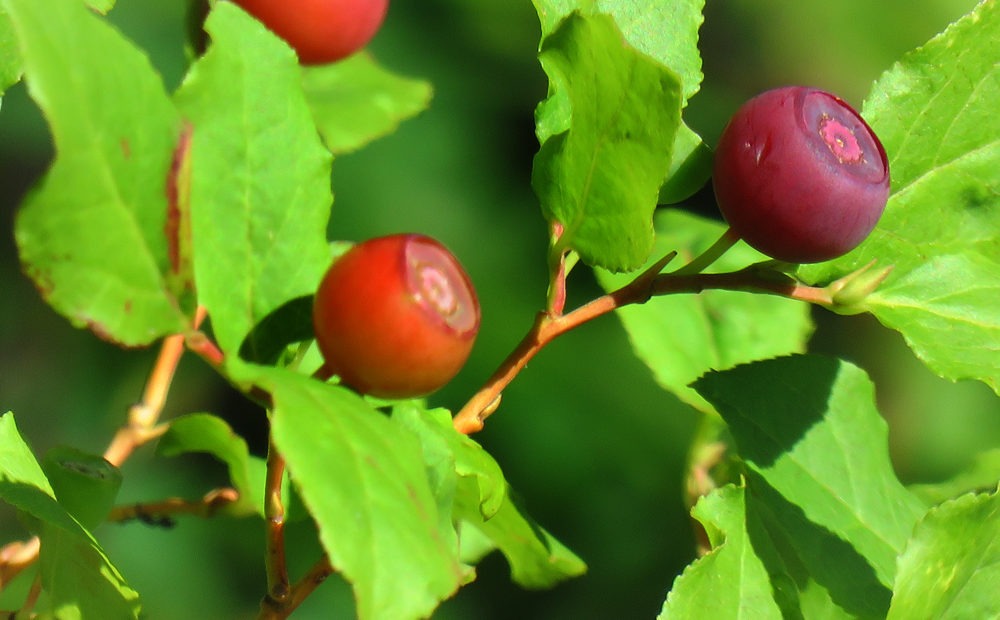 huckleberry bush with huckleberries