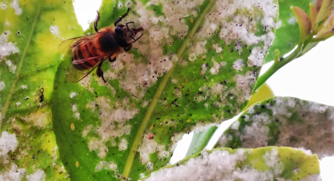 Honeybees are seen feeding on the honeydew of whiteflies in citrus trees. Traces of neonicotinoids, a family of pesticides, have shown up in honeydew, an important food source for other insects. CREDIT: Alejandro Tena