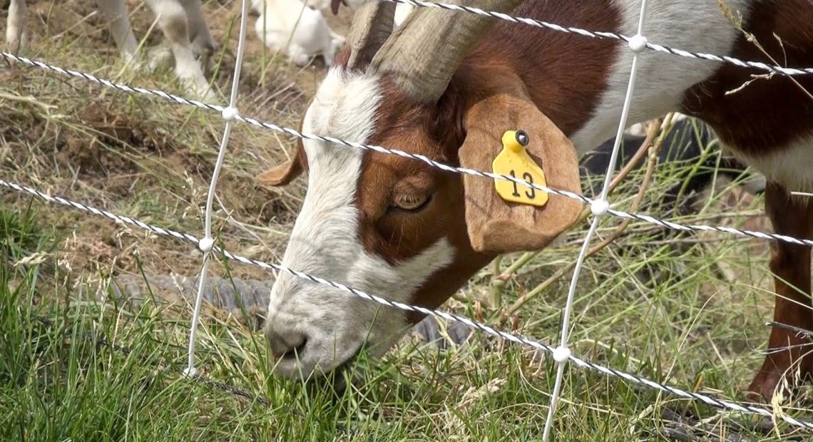 Goat clearing brush for wildfire prevention