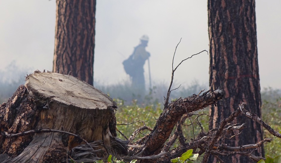 Thinning, mowing and prescribed fire are used in Ponderosa pine forests to maintain an open forest floor. CREDIT: Jes Burns/OPB/EarthFix