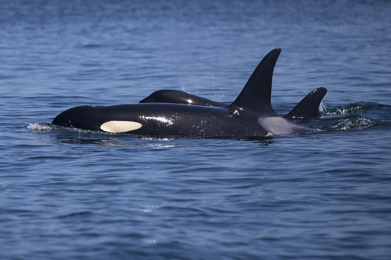 Southern Resident orcas in the J pod made a rare 2019 appearance in inland waters on Thursday, August 15, near Lime Kiln State Park off of San Juan Island. (Image taken under the authority of NMFS permit No. 22141) MEGAN FARMER / KUOW