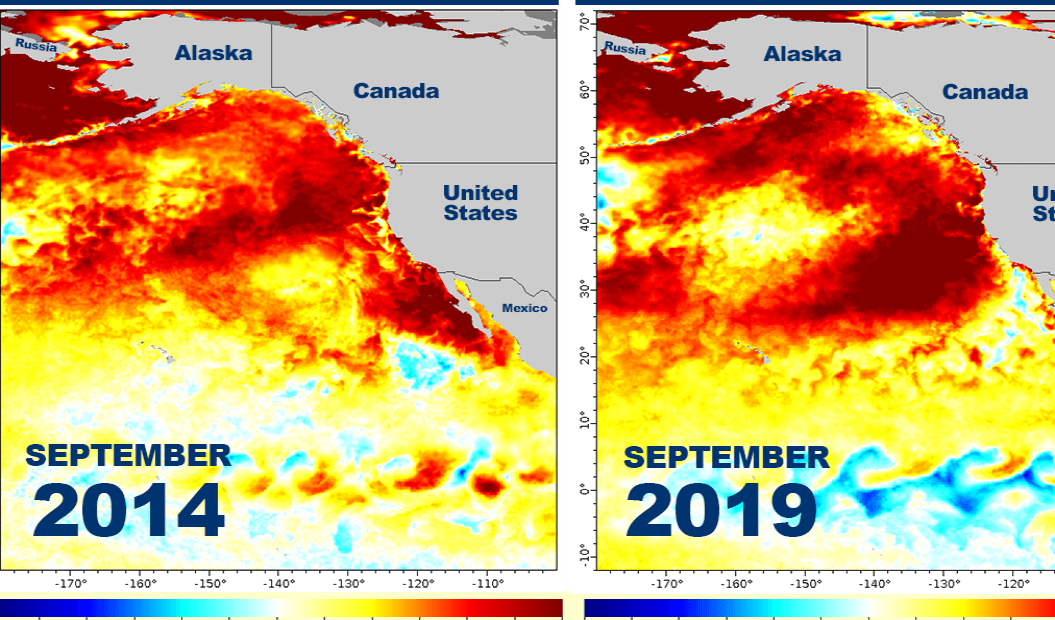 Sea surface temperature anomaly maps show temperatures above normal in orange and red. The warming could lead to dire conditions for sea life. CREDIT: NOAA