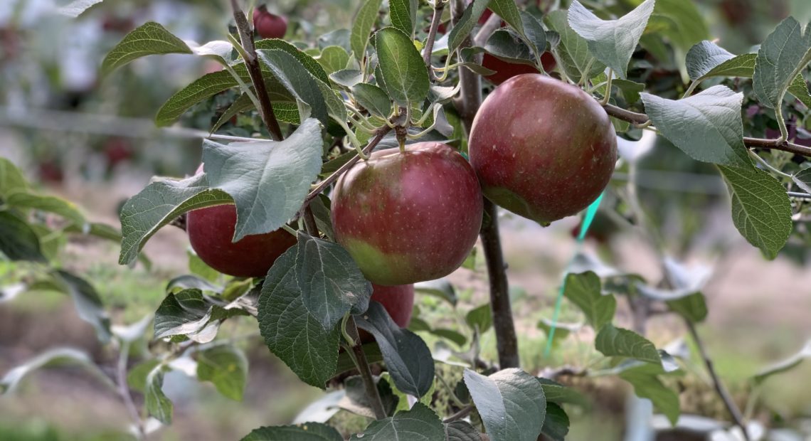 Even after 20 years of development, there’s still more research to be done on Cosmic Crisp, particularly around ‘green spot,’ pictured above, a cosmetic defect whose causes are not entirely understood by horticulturalist but are likely caused by a calcium deficiency, according to WSU researchers. CREDIT: Enrique Pérez de la Rosa/NWPB