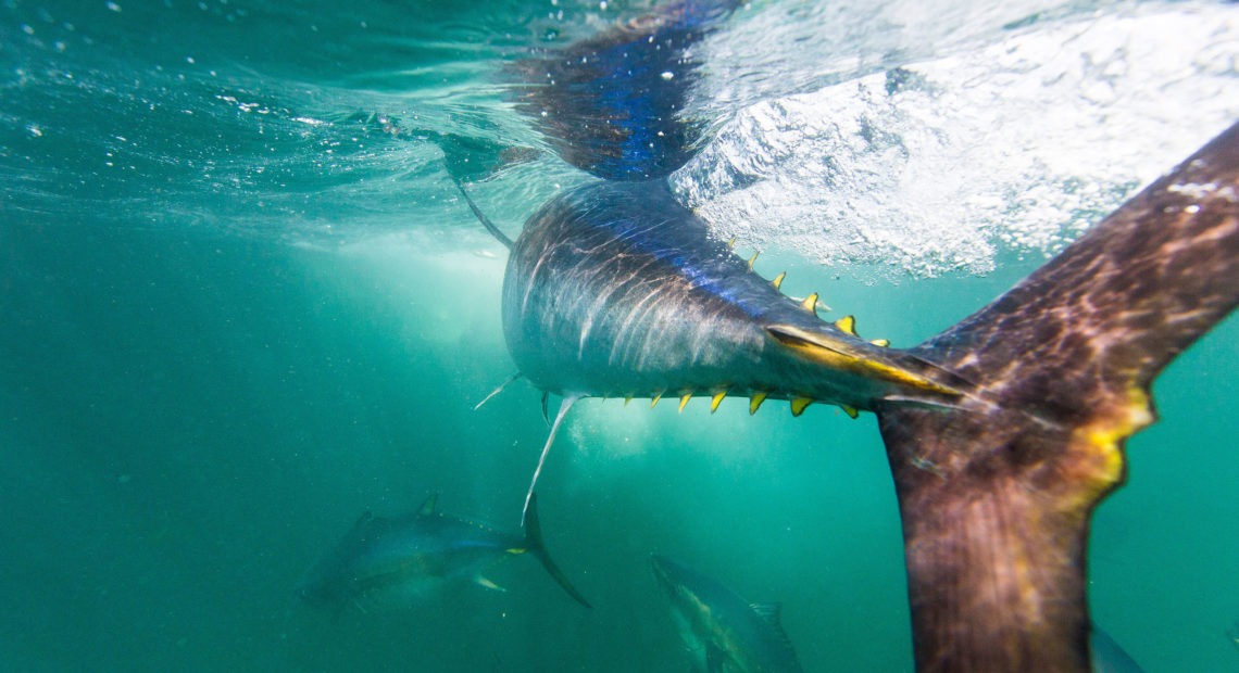 A new study finds that tuna harvests, including of some species considered "vulnerable," have increased by an astonishing 1,000% in the last 60 years — a rate that some scientists warn is unsustainable. CREDIT: NiCK/Getty Images