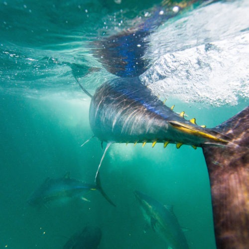 A new study finds that tuna harvests, including of some species considered "vulnerable," have increased by an astonishing 1,000% in the last 60 years — a rate that some scientists warn is unsustainable. CREDIT: NiCK/Getty Images