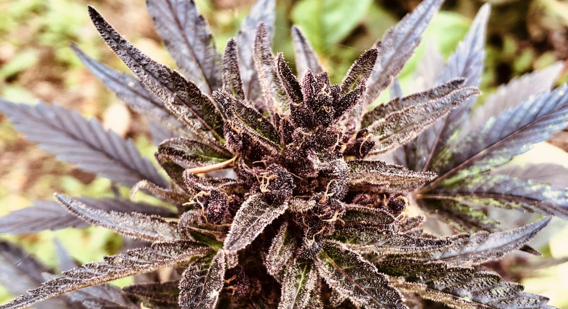 A marijuana plant grows in California's Shasta-Trinity National Forest. This plant is part of an illegal growing operation by highly organized drug cartels that take advantage of the forests' thick canopy to help hide their operations. CREDIT: Eric Westervelt/NPR