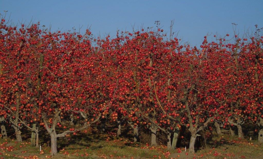 Apples remain unpicked in December 2019 in an orchard near Wallula, Washington. CREDIT: Mike Denny